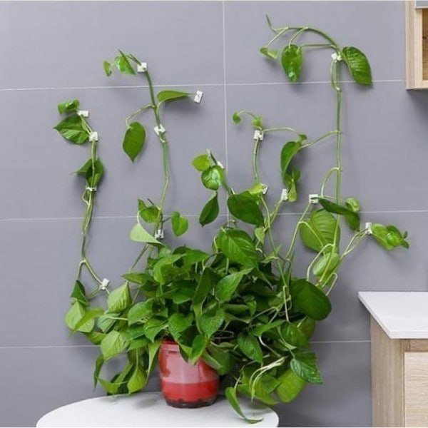 Plant Wall Clip (Set Of 30)